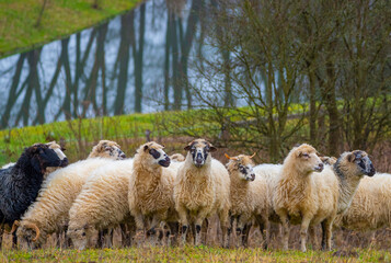 Obraz premium a herd of sheep on a farm