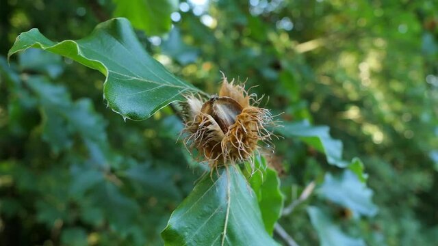 Beech nut in the pod