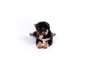 A black-brown Shiba Inu puppy lying on white background.