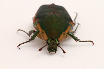 Looking at the face of a Green June Beetle (Cotinis nitida) on a white background. 