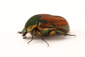 Lateral view of a Green June Beetle (Cotinis nitida) with head to the left on a white background. 