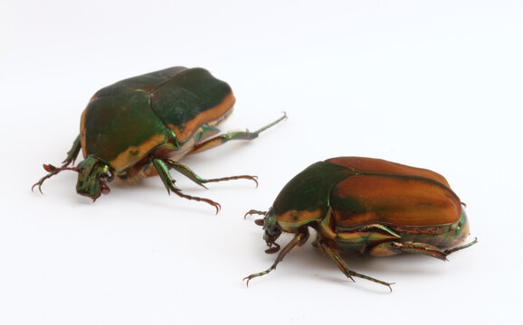 Two Green June Beetles (Cotinis nitida) on a white background.  One beetle is mostly green with yellow stripes, the other is mostly orange.  Both are metallic.