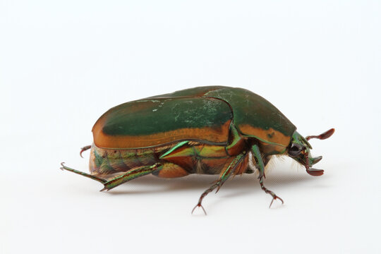 A green and orange metallic Green June Beetle (Cotinis nitida) seen in South Carolina.  Posed on a white background for a side view. 