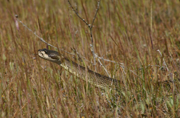 A northern pacific rattlesnake (Crotalus oreganus) moving through a field of tall, dry brown grass. 