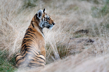 young siberian/bengal tiger