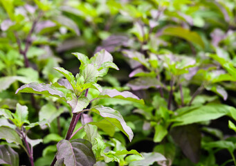 Obraz premium Thai holy basil (Ocimum basilicum) in the vegetable garden.