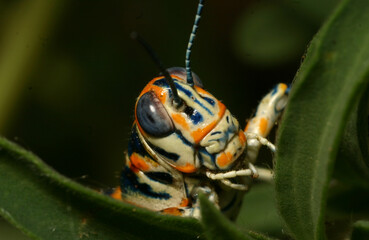 Closeup of the head of a blue, orange and yellow Rainbow Grasshopper (Acrididae: Dactylotum bicolor) in New Mexico.