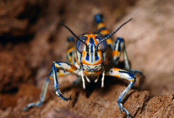 Close up of the face of a Rainbow Grasshopper (Dactylotum bicolor) on a brown log.