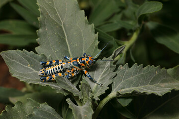 A beautiful Rainbow Grasshopper (Acrididae: Dactylotum bicolor) perched on a green plant in the New Mexico desert.  The grasshopper has orange, blue, yellow and red colors. 