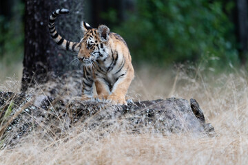 young siberian/bengal tiger