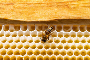 View of worker bees on the honeycomb close-up. Copy space