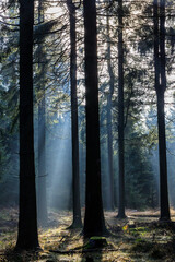 Obraz premium Mystische Lichterscheinung