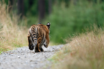 Fototapeta na wymiar young siberian/bengal tiger