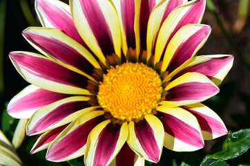 Obraz premium Flor alpina de color vivaz