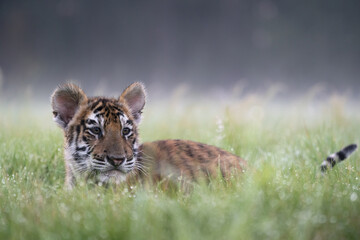 young siberian/bengal tiger