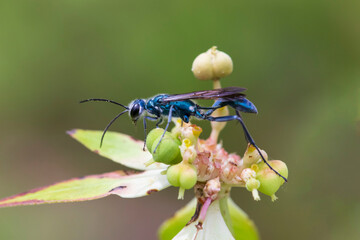 fly on a flower