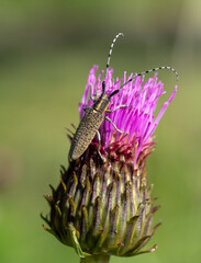 Scheckhorn-Distelbock