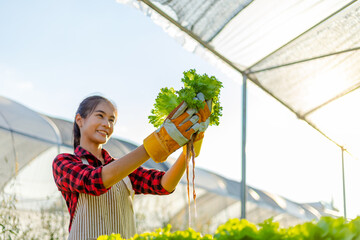 farmer ware agricultural gloves keep vegetable at hydroponic farm and observing growth vegetable...