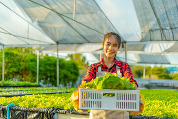 farmer ware agricultural gloves keep vegetable at hydroponic farm and observing growth vegetable...