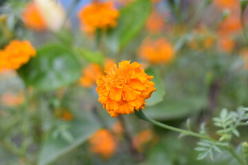 Marigold flower, it is herbaceous plants in the sunflower family