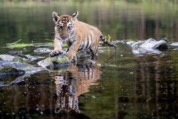 young siberian/bengal tiger