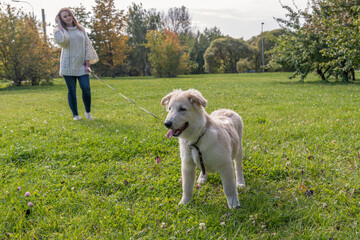 Young happy labrador dog walks on a leash on a green grass in a city park on a sunny day with his female owner. The puppy is about 5 months old. Pets theme. Focus on the dog.
