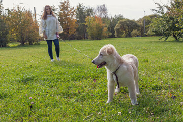 Young happy labrador dog walks on a leash on a green grass in a city park on a sunny day with his female owner. The puppy is about 5 months old. Pets theme. Focus on the dog.