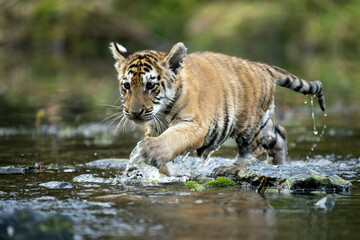 Plakat young siberian/bengal tiger