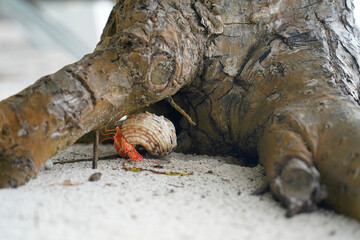 Hermit crab on the sand near a tree