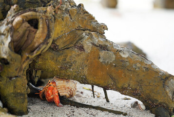 Hermit crab on the sand near a tree