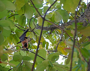 Flying fox bat in the tree, Maldives 