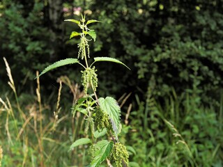 close up of a plant