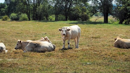 Fototapeta premium cows in a field