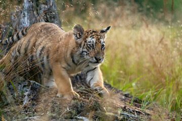 young siberian/bengal tiger