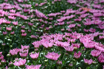 international flower festival 