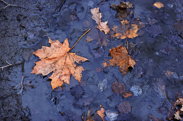 Golden autumn maple leaf lying in a puddle of mud