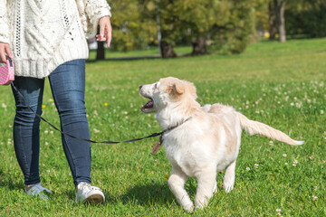 Young happy labrador dog walks on a leash on a green grass in a city park on a sunny day with his owner. The puppy is about 5 months old. Pets theme. 