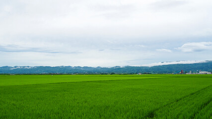 一面に広がる美しい緑の稲と田んぼを囲む山々