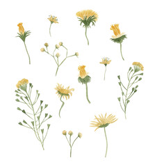 Watercolor yellow dandelions set illustration. Hand drawn botanical summer wildflowers collection.
