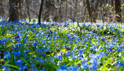 Forest full of bluebell flowers.