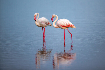 Greater Flamingo pair standing in water with reflections. colorful in pink and blue.