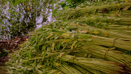 Jute cut before soaking in water. Jute is called the golden fiber of Bangladesh. It is the main cash crop of this country.