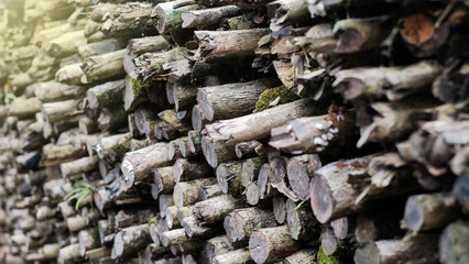 The trees that were cut for use were made as firewood