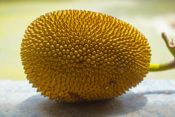The jackfruit (Artocarpus heterophyllus), also known as jack tree. It is the national fruit of...
