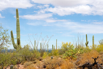 Desert plants in Saguaro National Park, Arizona