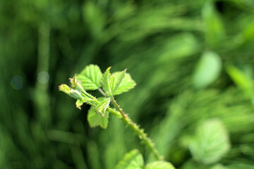 close up of a green leaf,plant, green, leaf, nature, leaves, fresh,vegetable,spring, natural,spring, natural,flora,