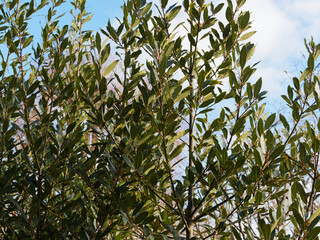 (Laurus nobilis) Echte Lorbeer oder Gewürzlorbeer. Laubblätter, Blütenknospen und unreife fruchte