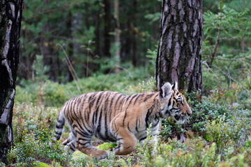 young siberian/bengal tiger