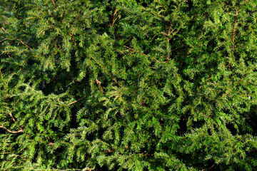 Closeup of English yew in winter, England 