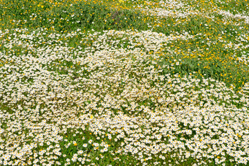 Chamomile flowers in an Algarve meadow